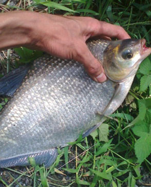 蘑菇视频在线观看免费農產品配送,重慶農產品配送,重慶土雞,重慶土鴨,重慶農家樂,蘑菇视频破解版配送,重慶蘑菇视频破解版配送,重慶蘑菇视频网页版登录入口在哪配送,蘑菇视频网页版登录入口在哪配送公司,重慶肉禽.重慶配送公司.重慶富民農場