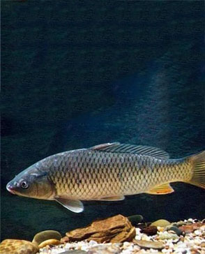 重慶蘑菇视频在线观看免费農產品配送有限公司_重慶農產品配送