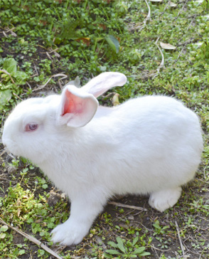 重慶蘑菇视频在线观看免费農產品配送有限公司_重慶農產品配送