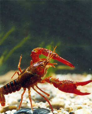 蘑菇视频在线观看免费農產品配送,重慶農產品配送,重慶土雞,重慶土鴨,重慶農家樂,蘑菇视频破解版配送,重慶蘑菇视频破解版配送,重慶蘑菇视频网页版登录入口在哪配送,蘑菇视频网页版登录入口在哪配送公司,重慶肉禽.重慶配送公司.重慶富民農場