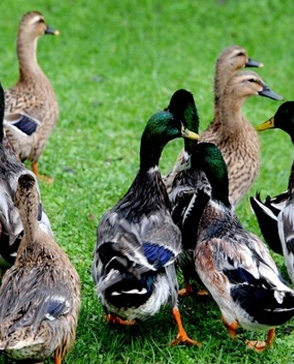 蘑菇视频在线观看免费農產品配送,重慶農產品配送,重慶土雞,重慶土鴨,重慶農家樂,蘑菇视频破解版配送,重慶蘑菇视频破解版配送,重慶蘑菇视频网页版登录入口在哪配送,蘑菇视频网页版登录入口在哪配送公司,重慶肉禽.重慶配送公司.重慶富民農場