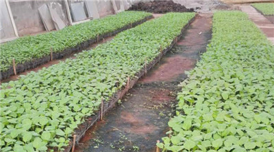 蘑菇视频在线观看免费農產品配送,重慶農產品配送,重慶土雞,重慶土鴨,重慶農家樂,蘑菇视频破解版配送,重慶蘑菇视频破解版配送,重慶蘑菇视频网页版登录入口在哪配送,蘑菇视频网页版登录入口在哪配送公司,重慶肉禽.重慶配送公司.重慶富民農場