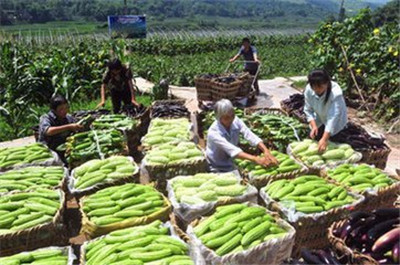 重慶蘑菇视频在线观看免费農產品配送有限公司_重慶農產品配送_重慶農家樂_重慶小龍蝦垂釣