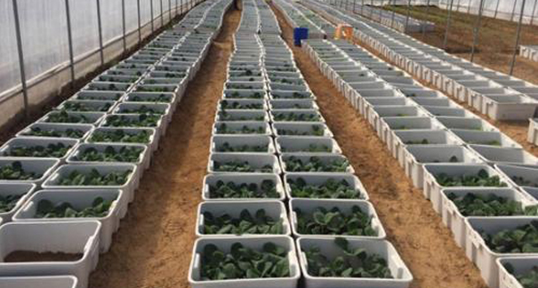 重慶農家樂_重慶家禽配送_重慶蘑菇视频破解版配送_重慶小龍蝦垂釣